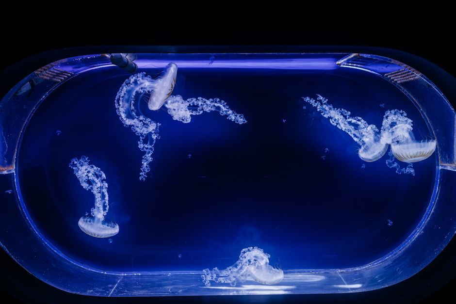 A stunning top view of jellyfish swimming gracefully in a blue-lit aquarium tank, creating a mesmerizing visual display.